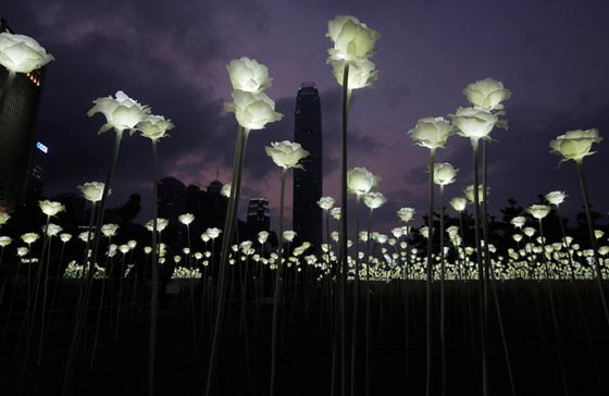 حديقة هونغ كونغ تحتفل بعيد العشاق.. 25 الف وردة تضيء العتمة صورة رقم 4