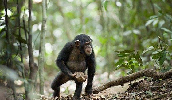 لماذا تردد الشمبانزي على تلك الشجرة.. ليتعبد ام ليلفت انظار الاناث؟ صورة رقم 1