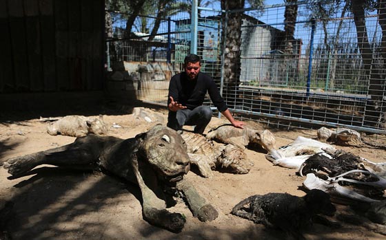 صور مروّعة: تماسيح وأسود محنطة ماتت جوعا في حديقة الحيوان بغزة  صورة رقم 2
