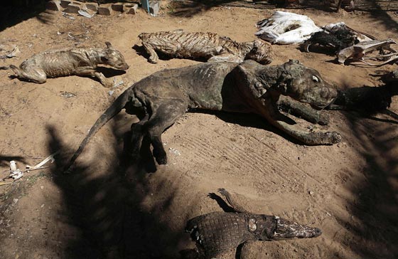 صور مروّعة: تماسيح وأسود محنطة ماتت جوعا في حديقة الحيوان بغزة  صورة رقم 3