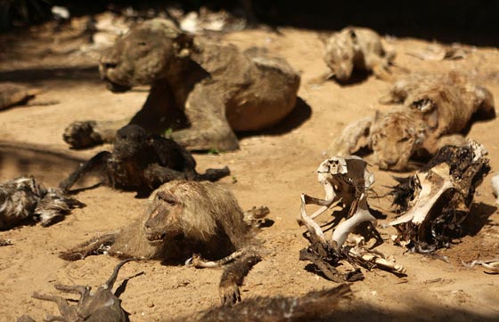 صور مروّعة: تماسيح وأسود محنطة ماتت جوعا في حديقة الحيوان بغزة  صورة رقم 4