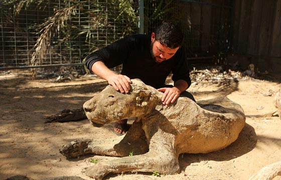 صور مروّعة: تماسيح وأسود محنطة ماتت جوعا في حديقة الحيوان بغزة  صورة رقم 5