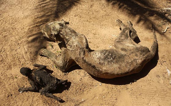 صور مروّعة: تماسيح وأسود محنطة ماتت جوعا في حديقة الحيوان بغزة  صورة رقم 6