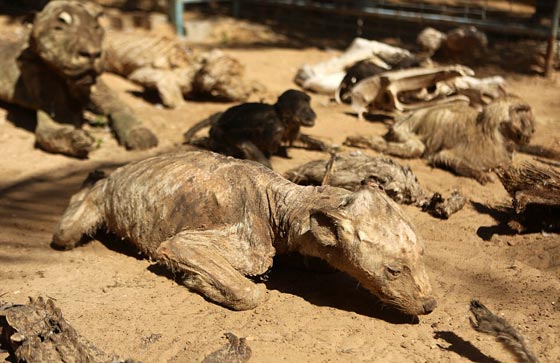 صور مروّعة: تماسيح وأسود محنطة ماتت جوعا في حديقة الحيوان بغزة  صورة رقم 1