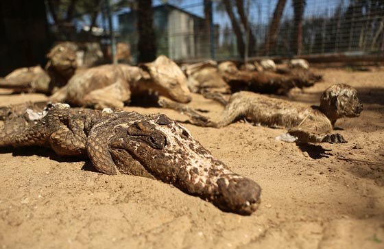 صور مروّعة: تماسيح وأسود محنطة ماتت جوعا في حديقة الحيوان بغزة  صورة رقم 8