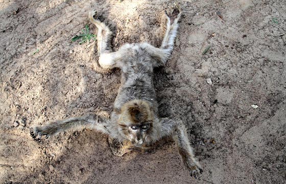 صور مروّعة: تماسيح وأسود محنطة ماتت جوعا في حديقة الحيوان بغزة  صورة رقم 11