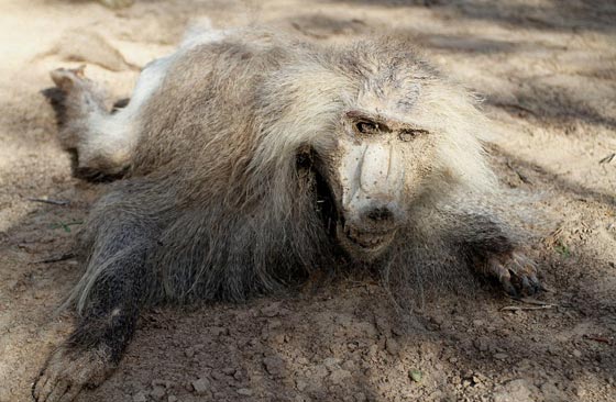 صور مروّعة: تماسيح وأسود محنطة ماتت جوعا في حديقة الحيوان بغزة  صورة رقم 9