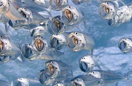 اجمل الصور التقطت تحت الماء وافضلها قرش يخترق جزر الباهاما صورة رقم 4