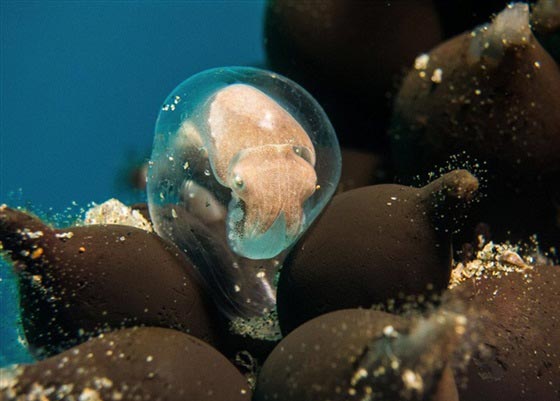 اجمل الصور التقطت تحت الماء وافضلها قرش يخترق جزر الباهاما صورة رقم 13