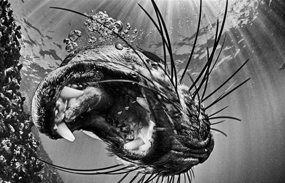 اجمل الصور التقطت تحت الماء وافضلها قرش يخترق جزر الباهاما صورة رقم 14