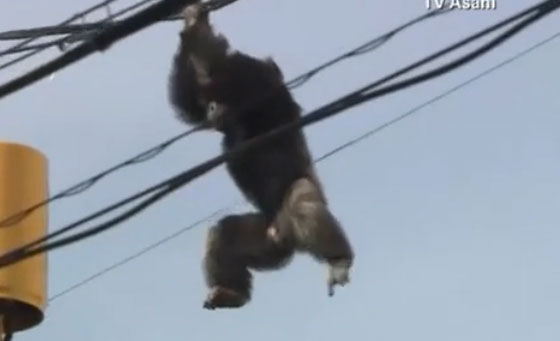  فيديو مثير.. مطاردة شمبانزي هرب من الحديقة وتسلق اسلاك الكهرباء صورة رقم 3