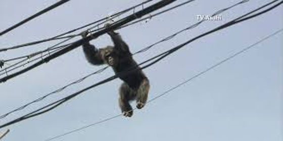  فيديو مثير.. مطاردة شمبانزي هرب من الحديقة وتسلق اسلاك الكهرباء صورة رقم 1
