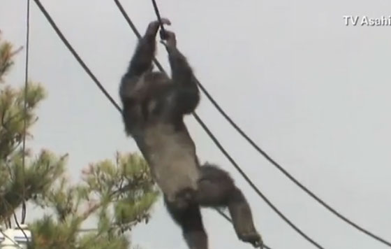  فيديو مثير.. مطاردة شمبانزي هرب من الحديقة وتسلق اسلاك الكهرباء صورة رقم 2