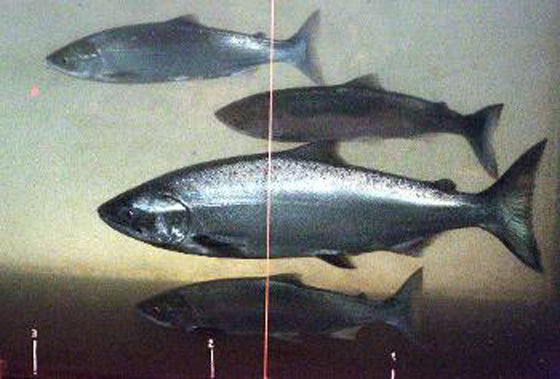 شركة تحذر من سمك السلمون بعد اكتشافها لفيروس خطير فيه صورة رقم 1