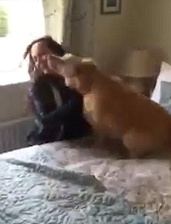 فيديو طريف.. شاهد فرحة الكلب بلقاء صاحبته بعد غياب 7 اشهر صورة رقم 1