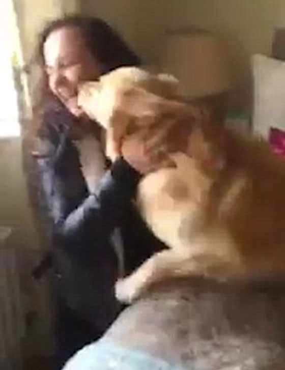 فيديو طريف.. شاهد فرحة الكلب بلقاء صاحبته بعد غياب 7 اشهر صورة رقم 3