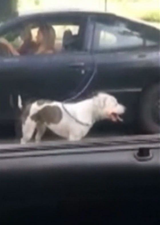 فيديو صادم.. امرأة امريكية تجر كلبها بسيارتها وتثير موجة غضب صورة رقم 1