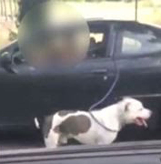 فيديو صادم.. امرأة امريكية تجر كلبها بسيارتها وتثير موجة غضب صورة رقم 2