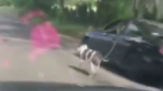 فيديو صادم.. امرأة امريكية تجر كلبها بسيارتها وتثير موجة غضب صورة رقم 3