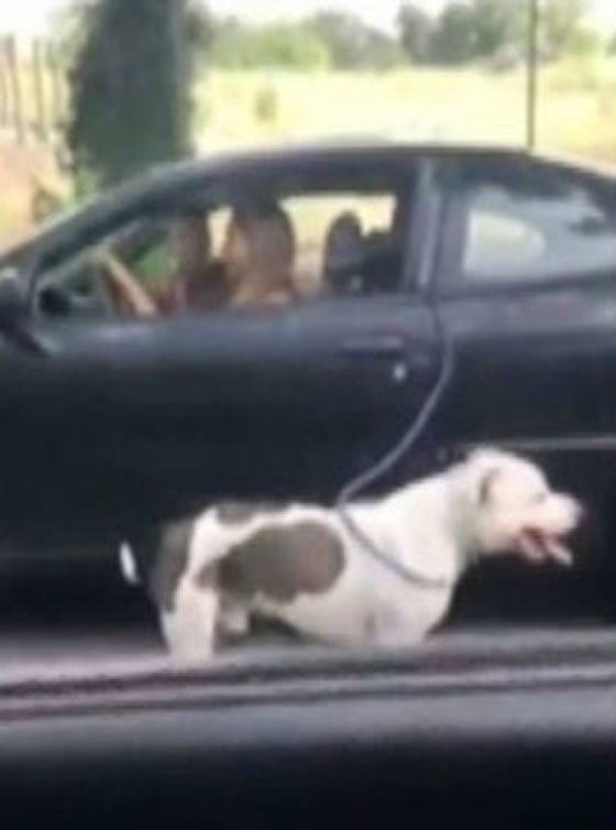 فيديو صادم.. امرأة امريكية تجر كلبها بسيارتها وتثير موجة غضب صورة رقم 4