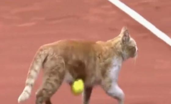 خسارة مدوية للاعب تنس شهير بسبب لعنة قطة.. شاهد الفيديو صورة رقم 1