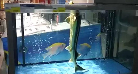 فيديو مثير.. سمكة لا تتوقف عن الرقص ورأسها خارج الماء صورة رقم 2