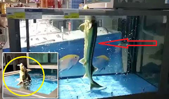 فيديو مثير.. سمكة لا تتوقف عن الرقص ورأسها خارج الماء صورة رقم 3