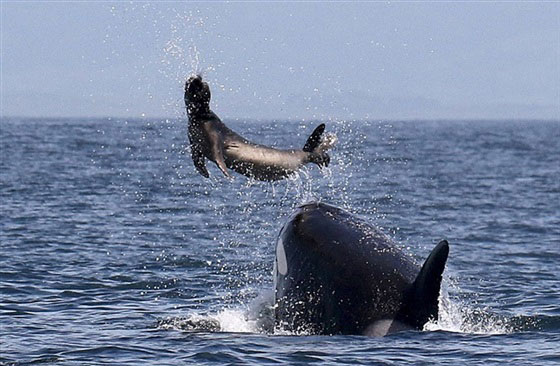 لقطات نادرة لا تفوت لانثى الحوت اثناء تعليمها الصيد لصغيرها صورة رقم 1
