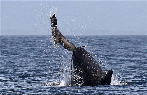 لقطات نادرة لا تفوت لانثى الحوت اثناء تعليمها الصيد لصغيرها صورة رقم 2