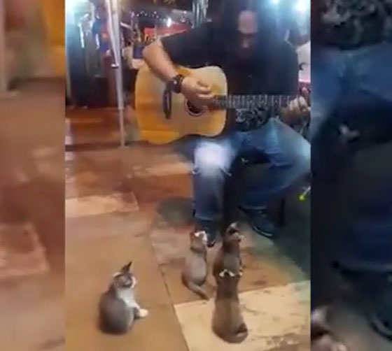 فيديو طريف.. شاب ماليزي يعزف لجمهور رائع من القطط! صورة رقم 3