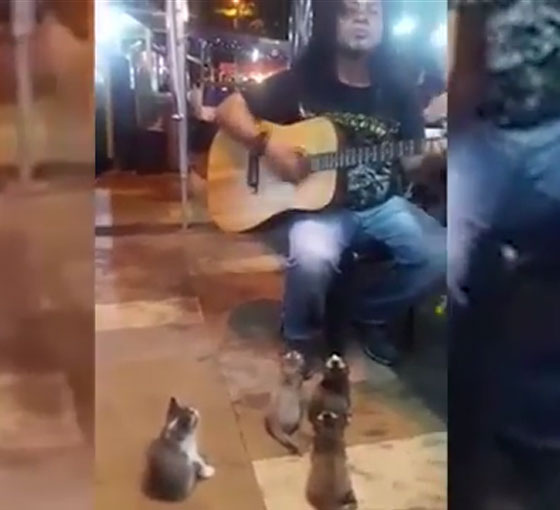 فيديو طريف.. شاب ماليزي يعزف لجمهور رائع من القطط! صورة رقم 2
