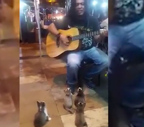 فيديو طريف.. شاب ماليزي يعزف لجمهور رائع من القطط! صورة رقم 1