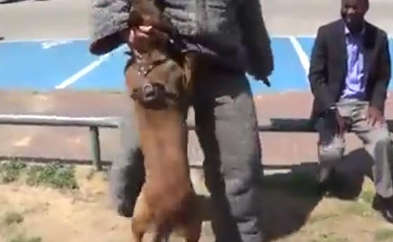  فيديو مثير.. شاهد كيف حمت الكلبة المدربة صاحبها من طعنة سكين صورة رقم 1