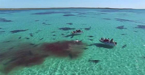 فيديو وصور..عشرات من اسماك القرش يفترسن جيفة حوت صورة رقم 2
