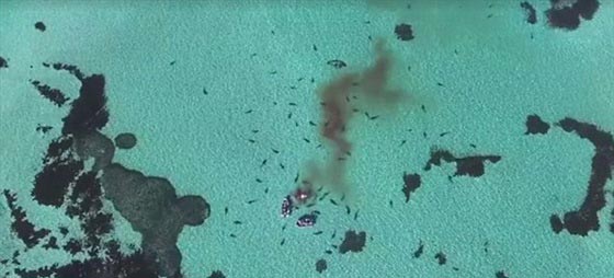 فيديو وصور..عشرات من اسماك القرش يفترسن جيفة حوت صورة رقم 3