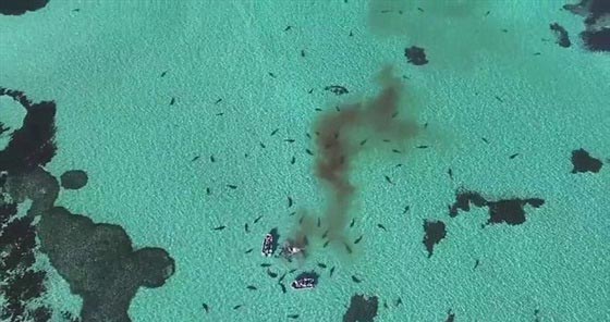 فيديو وصور..عشرات من اسماك القرش يفترسن جيفة حوت صورة رقم 4