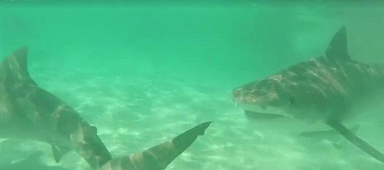 فيديو وصور..عشرات من اسماك القرش يفترسن جيفة حوت صورة رقم 5