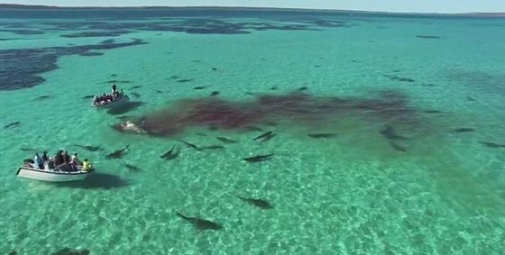 فيديو وصور..عشرات من اسماك القرش يفترسن جيفة حوت صورة رقم 6