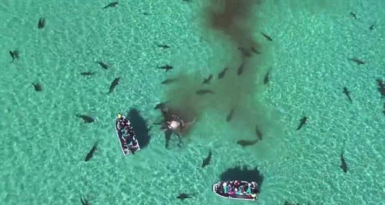 فيديو وصور..عشرات من اسماك القرش يفترسن جيفة حوت صورة رقم 7