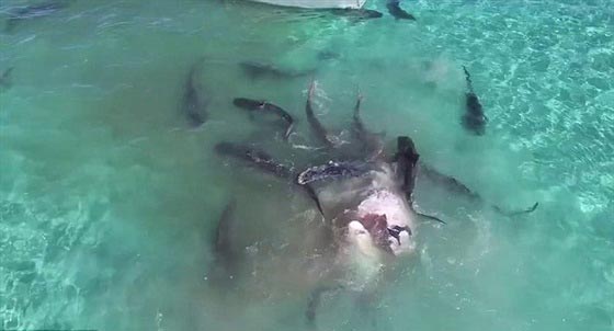 فيديو وصور..عشرات من اسماك القرش يفترسن جيفة حوت صورة رقم 8