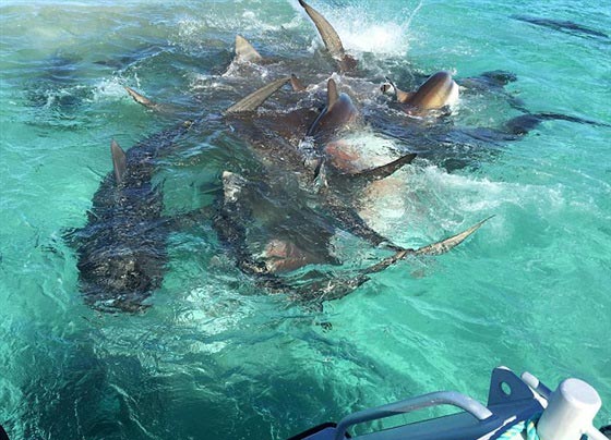 فيديو وصور..عشرات من اسماك القرش يفترسن جيفة حوت صورة رقم 10