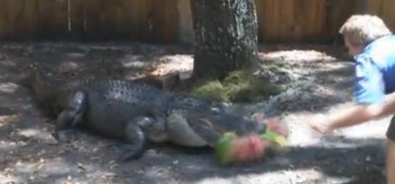 احتجاز تمساح في فلوريدا الامريكية لسرقته البطيخ!! صورة رقم 3