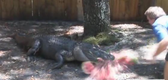 احتجاز تمساح في فلوريدا الامريكية لسرقته البطيخ!! صورة رقم 2