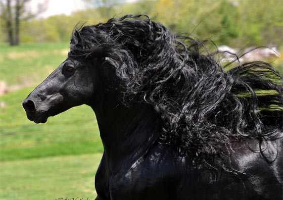  صور اجمل حصان في العالم: هل فعلا يشبه ممثلا ايطاليا؟ صورة رقم 4