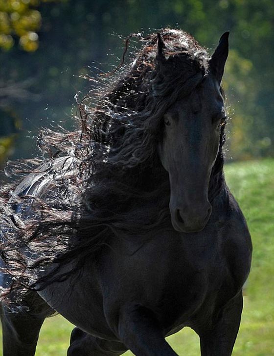  صور اجمل حصان في العالم: هل فعلا يشبه ممثلا ايطاليا؟ صورة رقم 8