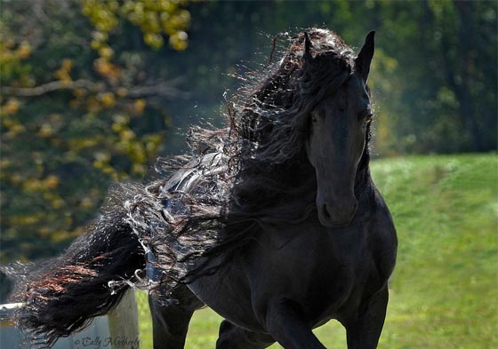  صور اجمل حصان في العالم: هل فعلا يشبه ممثلا ايطاليا؟ صورة رقم 9