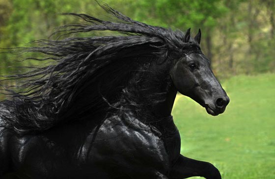  صور اجمل حصان في العالم: هل فعلا يشبه ممثلا ايطاليا؟ صورة رقم 7