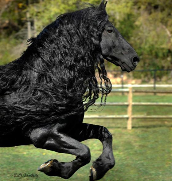  صور اجمل حصان في العالم: هل فعلا يشبه ممثلا ايطاليا؟ صورة رقم 5