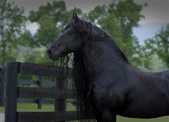  صور اجمل حصان في العالم: هل فعلا يشبه ممثلا ايطاليا؟ صورة رقم 2