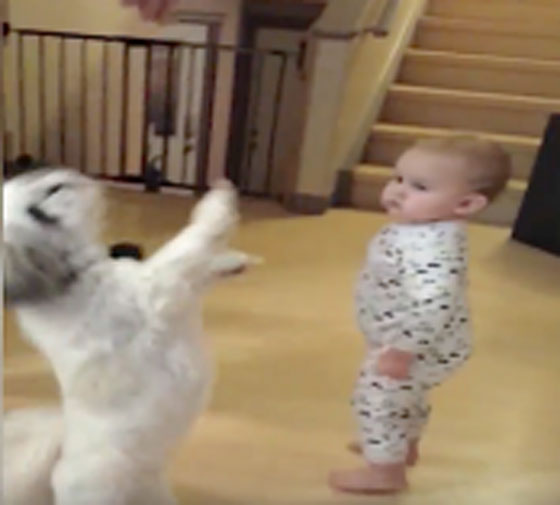 فيديو مذهل.. كلب رشق يجعل طفلا يقلده ويقف على قدميه صورة رقم 4